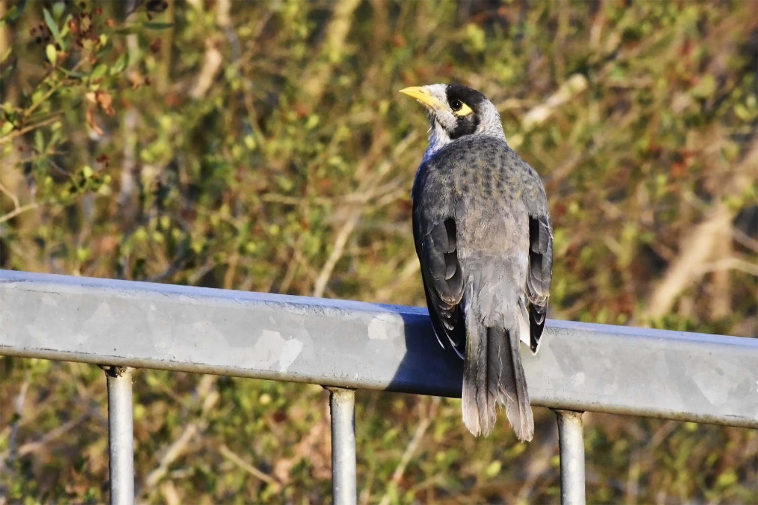 Noisy miner